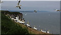 TA2073 : Gannets on Bempton Cliffs by Chris Heaton