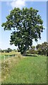 NY7812 : Tree in fence line bounding fields west of Belah Bridge by Roger Templeman