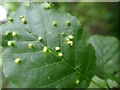 TQ5038 : Mite Galls on Common Alder leaf by Phil Brandon Hunter