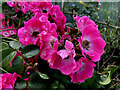 J1863 : Dog rose close-up by Kenneth  Allen