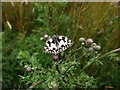 TQ8933 : Marble White butterfly by Phil Brandon Hunter