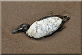 NU0150 : A dead guillemot at Toppye Knowe by Walter Baxter