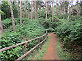 TF6628 : Footpath to Dersingham Bog Nature Reserve by Jonathan Thacker