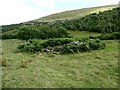 NT8721 : Old sheepfold in  the College Valley by Oliver Dixon