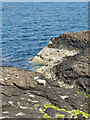 NG3456 : Coastal contrastsBasalt, barnacles and sheep by Mick Garratt