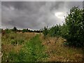 SP0167 : Grassland on the edge of Foxlydiate Wood by Mat Fascione