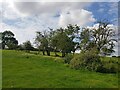 SO9354 : Remnants of a hawthorn hedge by Jeff Gogarty