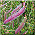 NJ4965 : Broom (Cytisus scoparius) by Anne Burgess