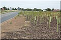 SO8641 : Saplings beside the A4104 by Philip Halling