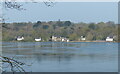 SH5370 : Houses along the Menai Strait by Mat Fascione