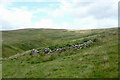 NT2515 : Disused sheepfold by Cat Cleuch by Alan O'Dowd