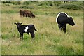 SO7739 : Belted Galloway calf by Philip Halling