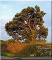 SW8557 : Nancolleth - Pine tree at lane junction by Rob Farrow