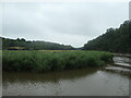 SX4268 : The Devon bank of the River Tamar, near Danescombe by Christine Johnstone