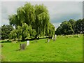 SE1317 : Weeping willow tree in Edgerton Cemetery, Huddersfield by Humphrey Bolton