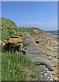 HY2308 : Animal trap and sea defences, Warebeth, Orkney by Claire Pegrum