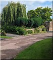 SO4831 : Weeping willow, Much Dewchurch, Herefordshire by Jaggery