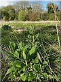 SP2965 : Comfrey by Riverside Walk, Warwick by Robin Stott