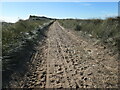 TA4213 : Track to Spurn Head by Christine Johnstone