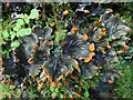 SH7043 : Peltigera membranacea by Phil Brandon Hunter