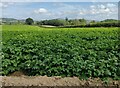 SO4975 : Potato crop at Priors Halton by Mat Fascione