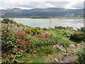 SH6115 : Heather on Dinas Oleu, Barmouth by Malc McDonald