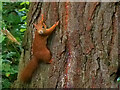 SV8914 : Sciurus vulgaris. Tresco Abbey Garden by David Dixon