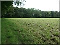 SU7035 : Wooded railway embankment, Lower Farringdon by Christine Johnstone