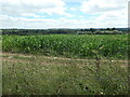 SU6336 : Field of maize, Hattingley by Christine Johnstone