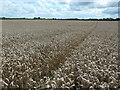 SE4040 : Large wheatfield, north of Park House Farm by Christine Johnstone