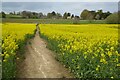 SP0924 : Footpath in an oilseed rape field by Philip Halling