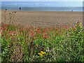 TM4656 : Aldeburgh beach by Helena Hilton