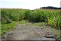 SO8042 : Footpath through a maize crop by Philip Halling