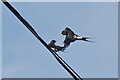 SK3662 : Altercation between swallows by Bill Boaden