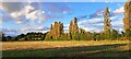 TM4261 : Poplar trees and field north of School Road, Knodishall by Christopher Hilton