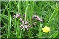 SP2964 : Wildflowers, St Nicholas Park, Warwick by Robin Stott