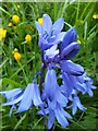 TM3865 : Bluebell in Kelsale churchyard by Helena Hilton