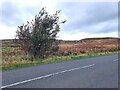 NZ0698 : Roadside bush below Garleigh Crags by Oliver Dixon