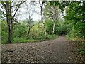 SJ8093 : Paths through Chorlton Ees and Ivy Green Nature Reserve by Chris Morgan