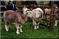 NY1808 : Wasdale Show 2023 by Peter Trimming