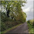 SP2990 : Ash trees by the lane to Arley House Farm by A J Paxton