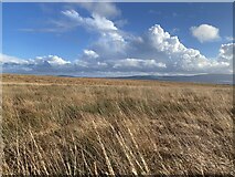  : Tussocky grassland by Alan Hughes