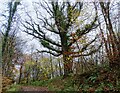 NZ0851 : Ivy covered oak tree in Howden Wood by Robert Graham