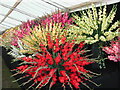 SJ4812 : Display of Gladioli, Shrewsbury Flower Show 2003 by Rod Grealish