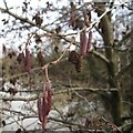 SP2965 : Alder catkins, Warwick by Robin Stott