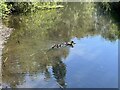 SJ8845 : Mallard family on the Trent by Jonathan Hutchins