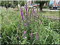 SJ9123 : Purple Loosestrife by the R.Sow in Stafford by Jonathan Hutchins