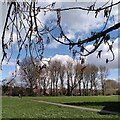 SP3682 : Poplars by the River Sowe, Bell Green by A J Paxton