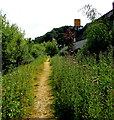 SN3959 : Weed-lined track, New Quay, Ceredigion by Jaggery