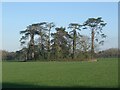 SS9177 : An island of trees east of Ewenny Priory by eswales